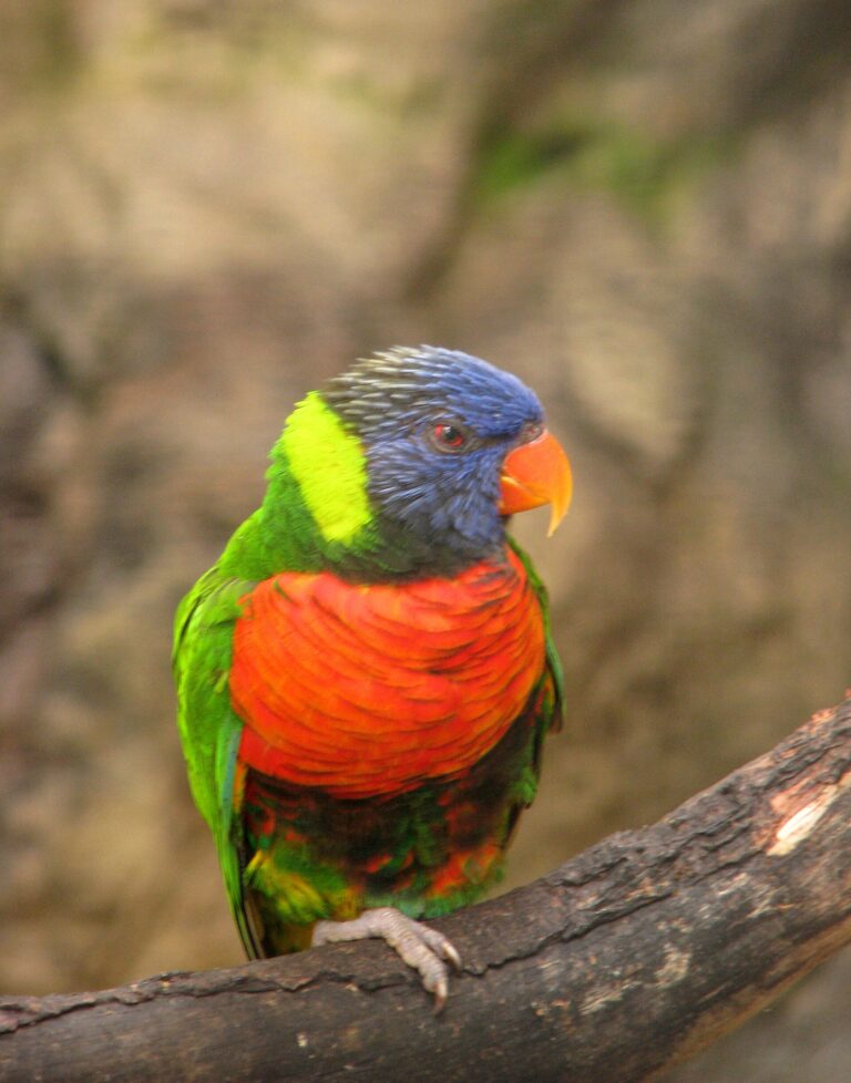 Lori mnohobarvý jižní (Trichoglossus haematodus caeruleiceps)