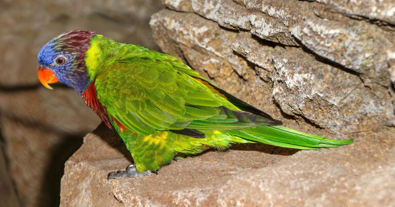 Lori mnohobarvý novokaledonský (Trichoglossus haematodus deplanchii)