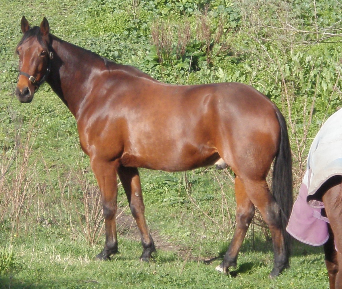 Americký klusák