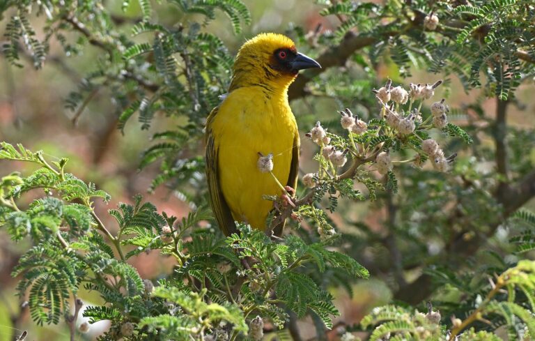 Snovač žluví (Ploceus galbula)
