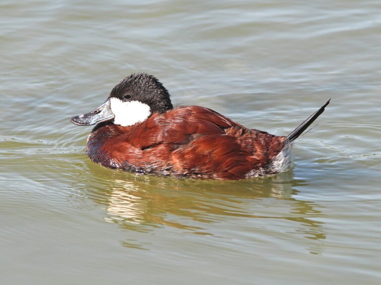 Kachnice kaštanová (Oxyura jamaicensis)