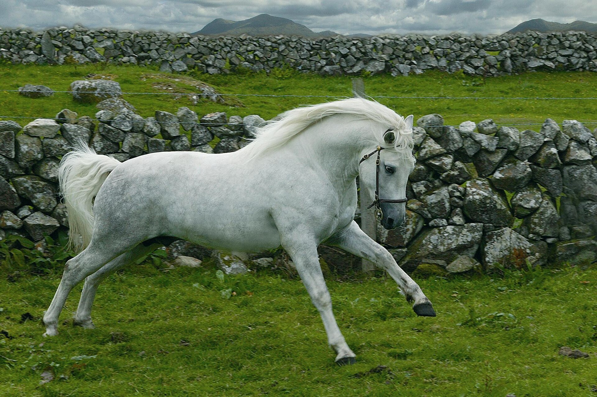 Connemarský pony