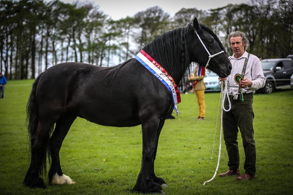 Daleský pony