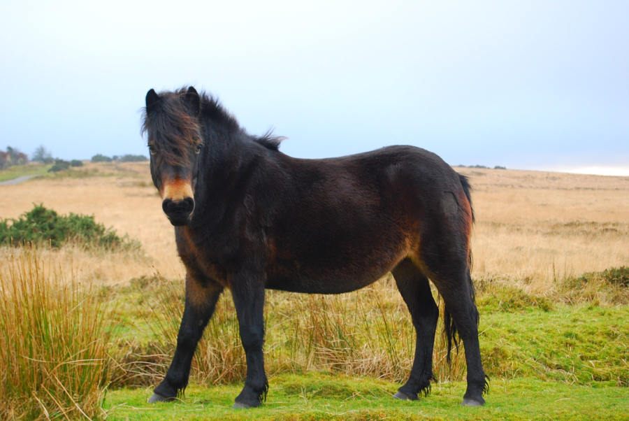 Exmoorský pony