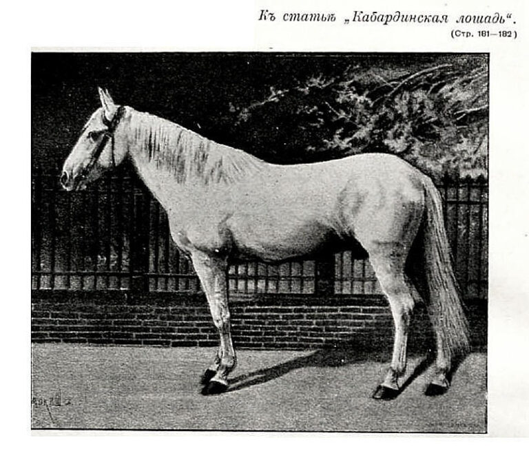 Kabardinský kůň