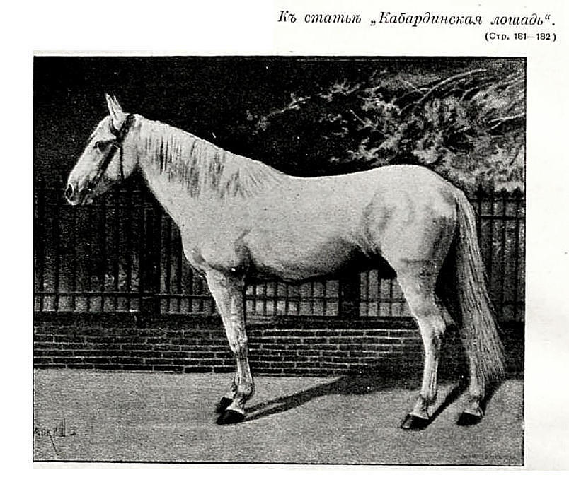 Kabardinský kůň