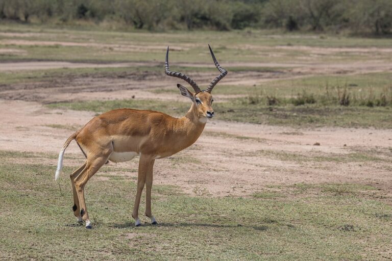 Impala jihoafrická