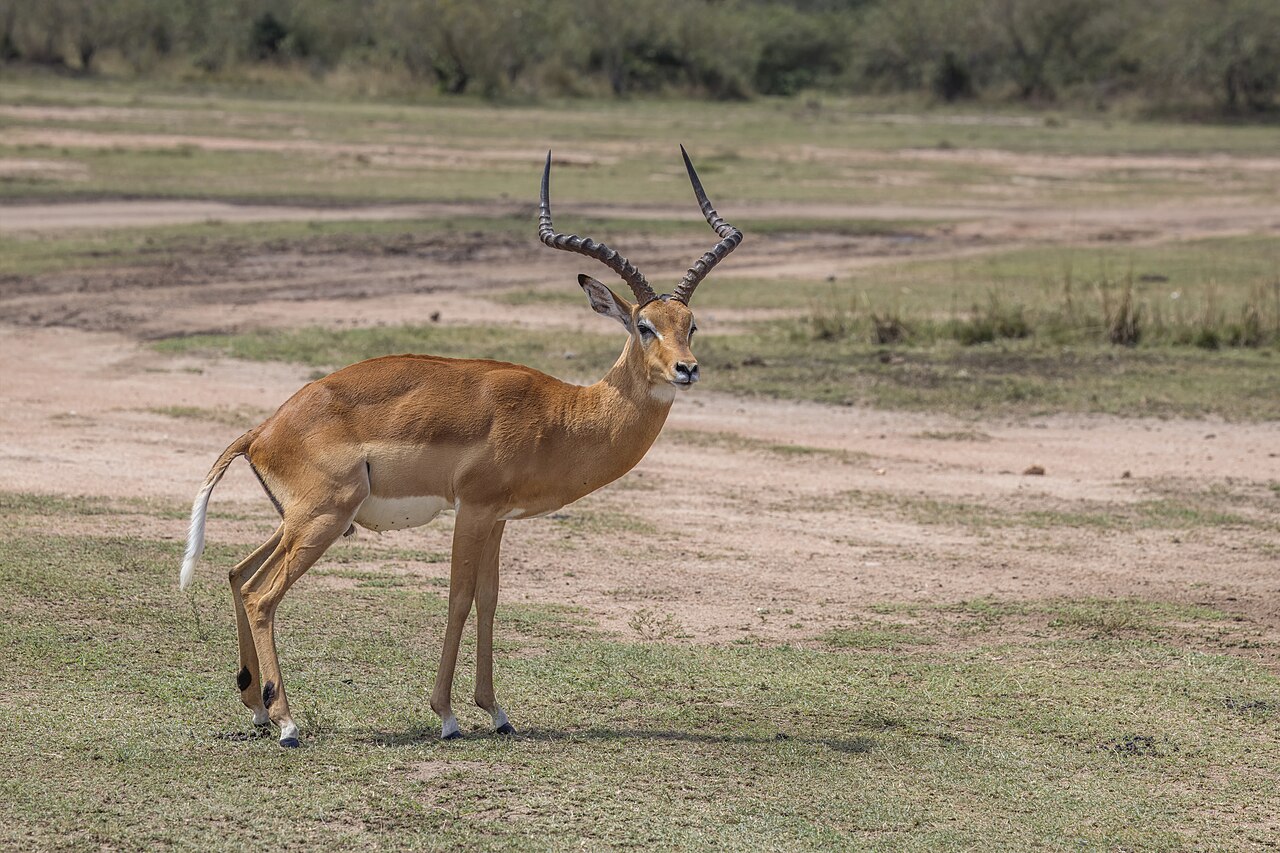 Impala jihoafrická
