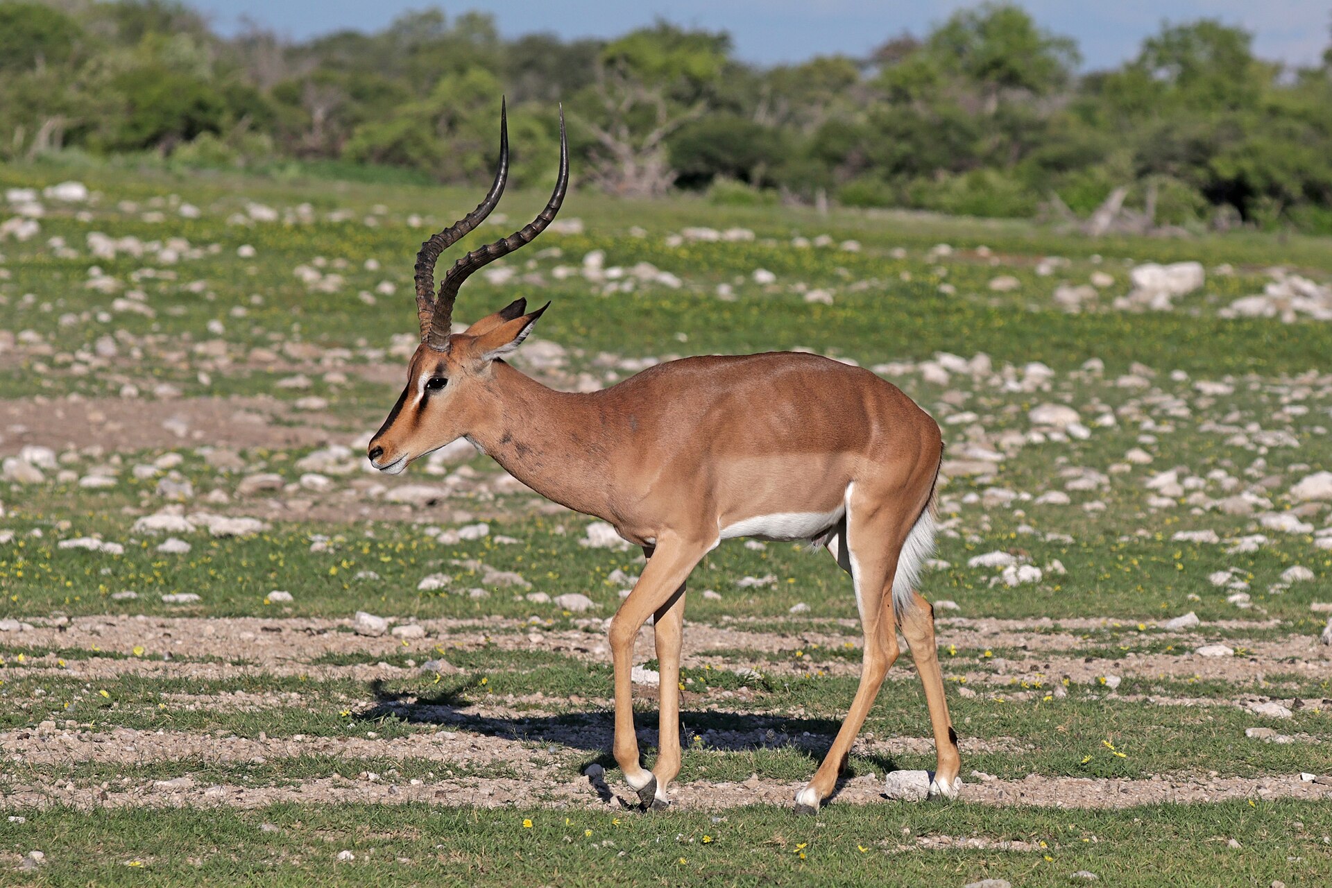 Impala černočelá