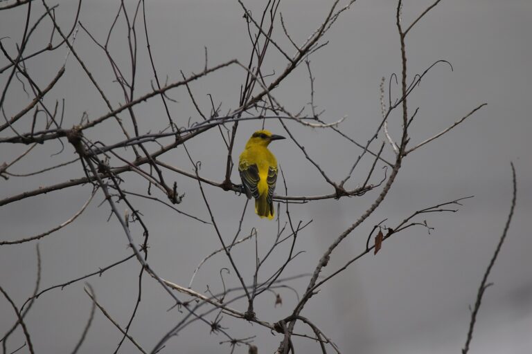 Žluva černošíjná Žluva černošíjná (Oriolus chinensis)