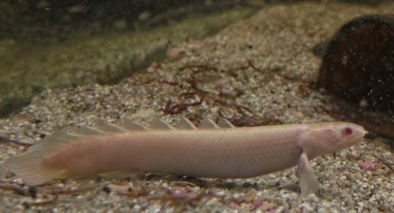 Bichir senegalský