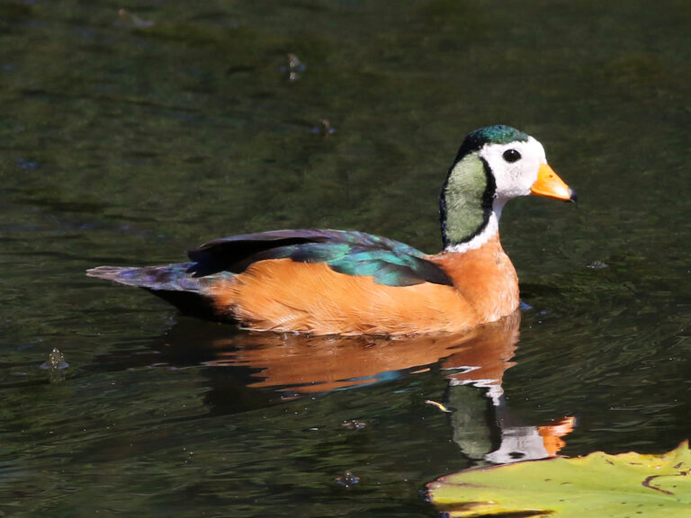 Kachnička pestrá (Nettapus auritus)