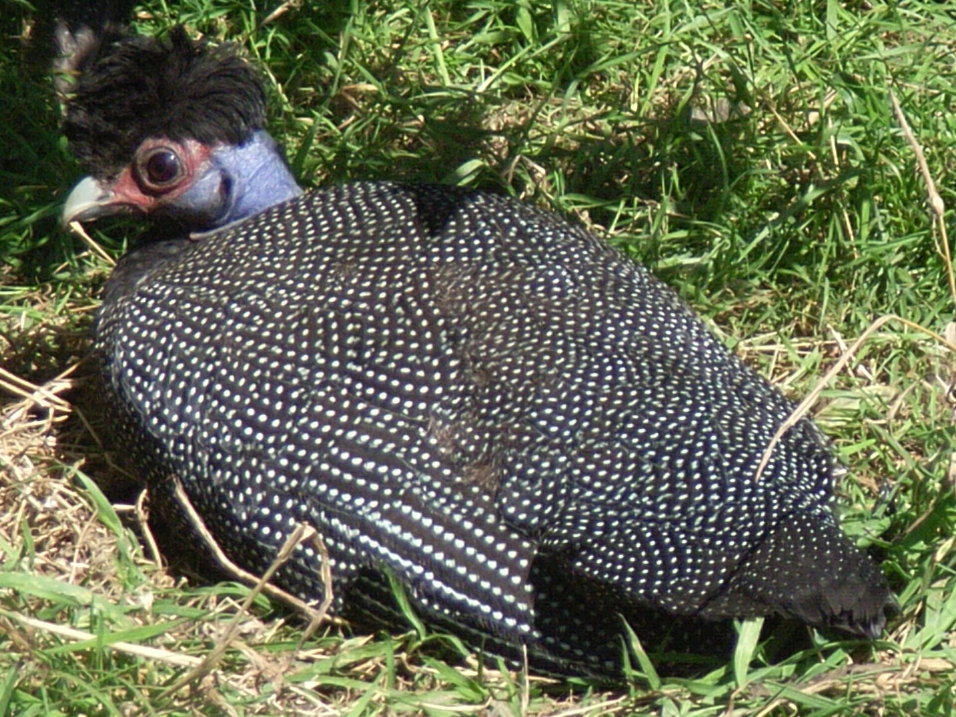 Perlička chocholatá