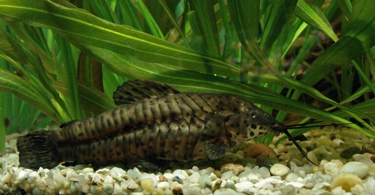 Pancéřníček kropenatý (Megalechis thoracata)