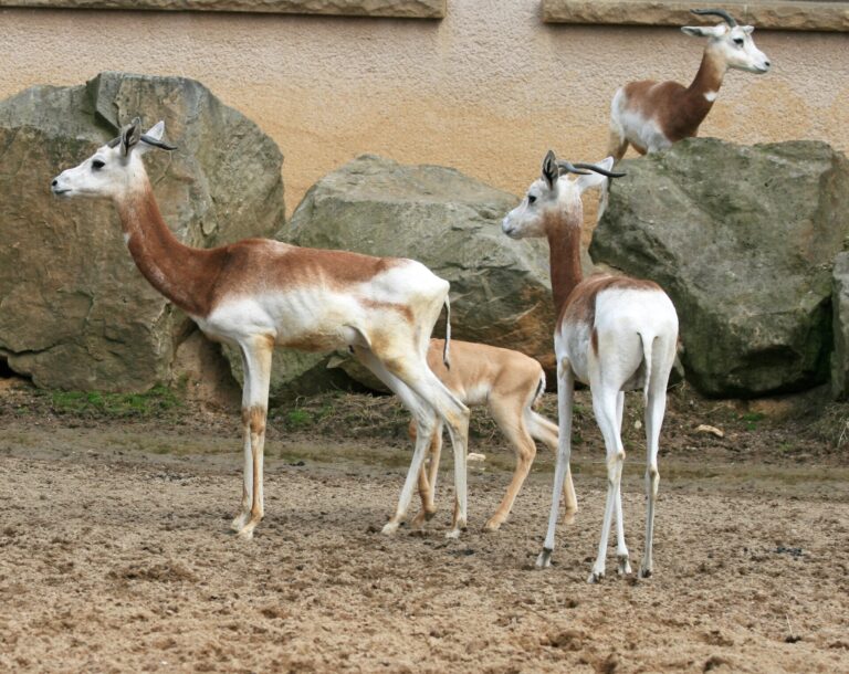 Gazela dama světlá Gazela dama světlá (Gazella dama ruficollis)