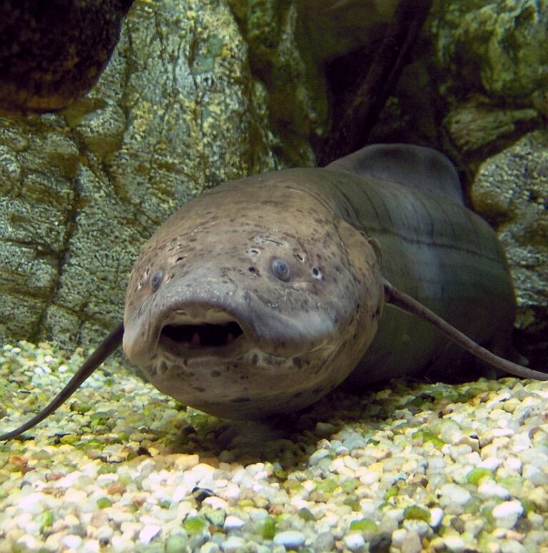 Bahník západoafrický (Protopterus annectens)