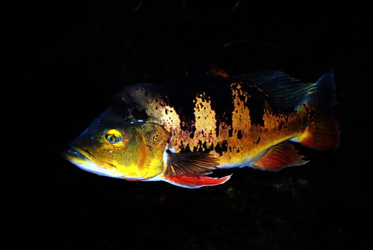 Cichlida ocasooká (Cichla ocellaris)