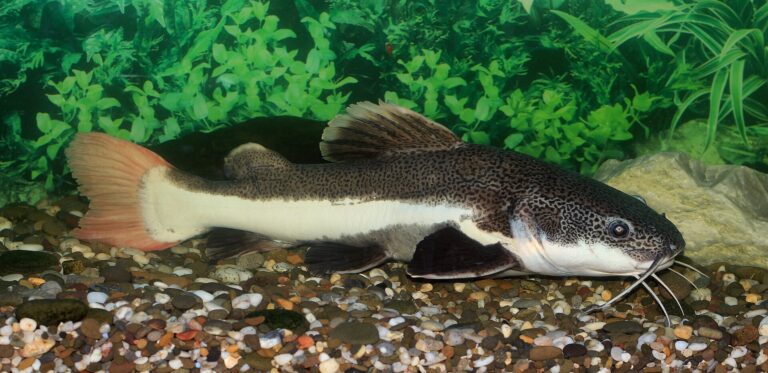 Anténovec červenoocasý (Phractocephalus hemioliopterus)