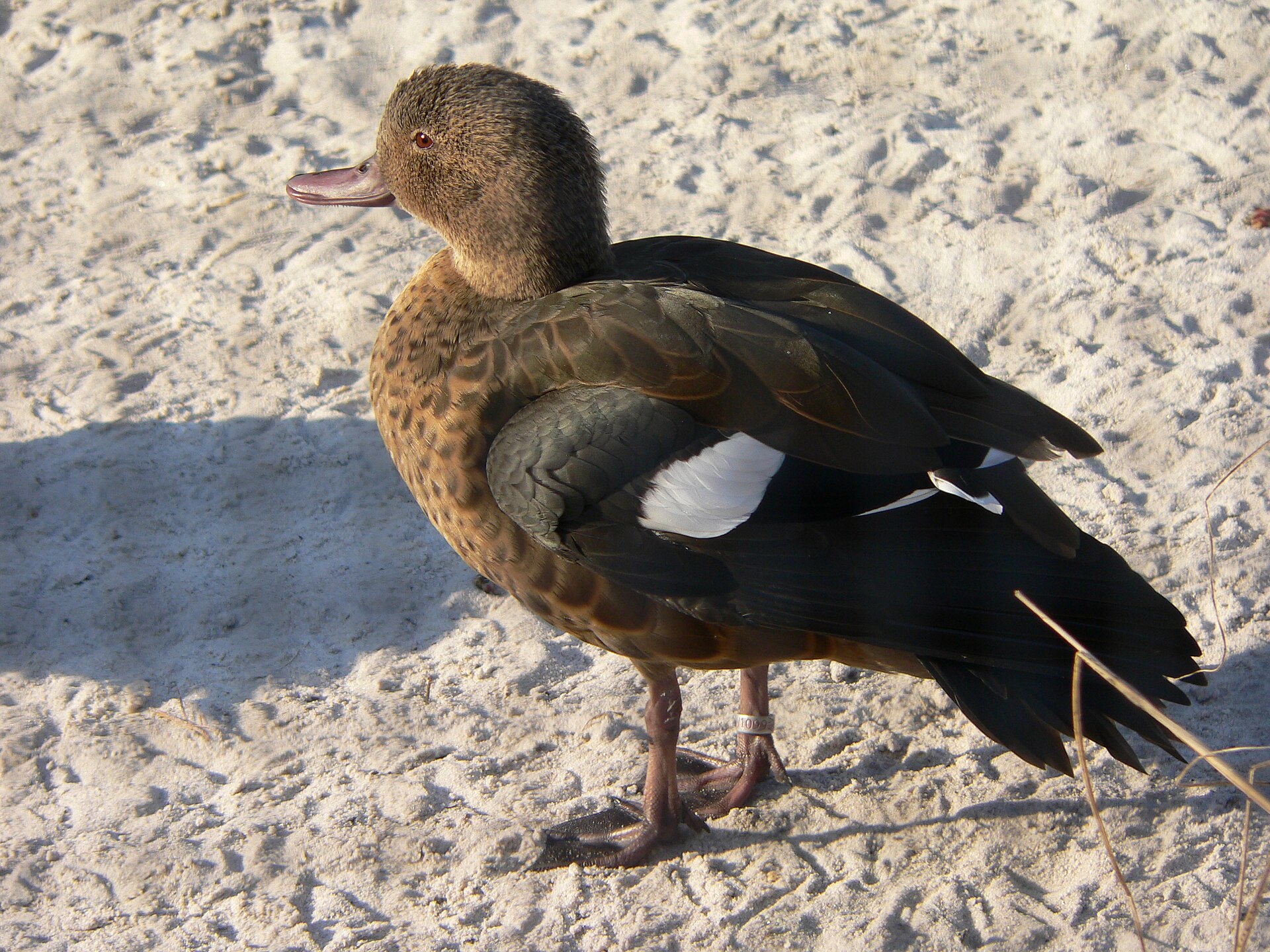 Čírka černoskvrnná