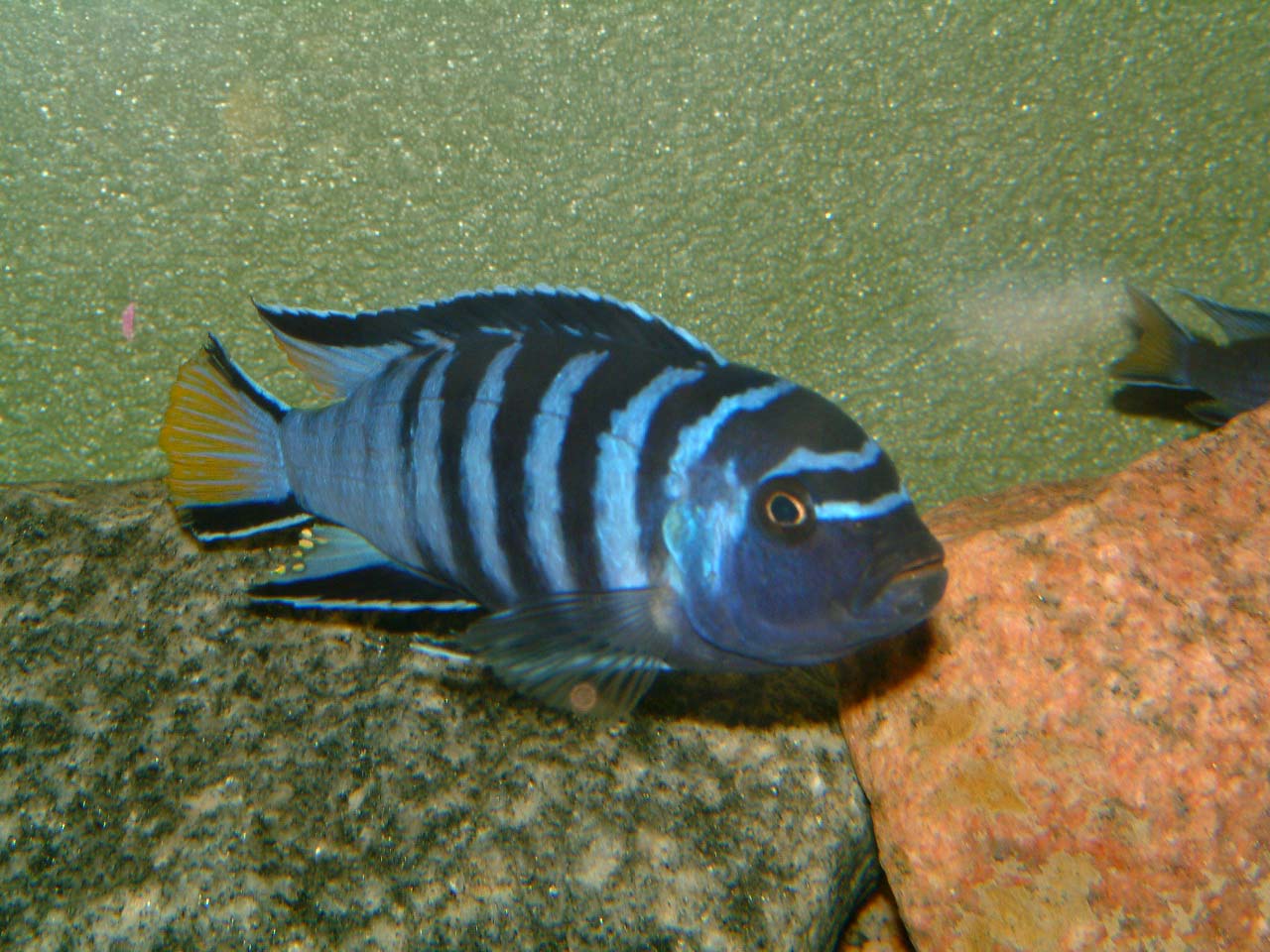 Tlamovec štíhlý