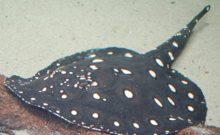 Trnucha leopoldova (Potamotrygon leopoldi)