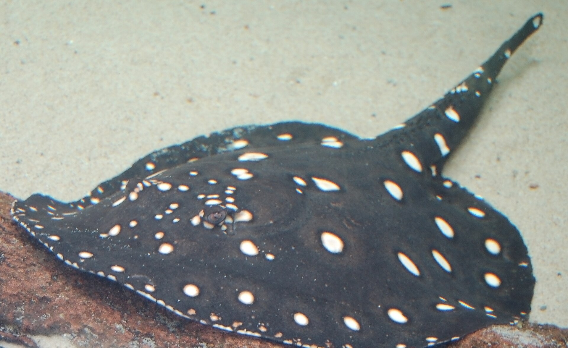 Trnucha leopoldova
