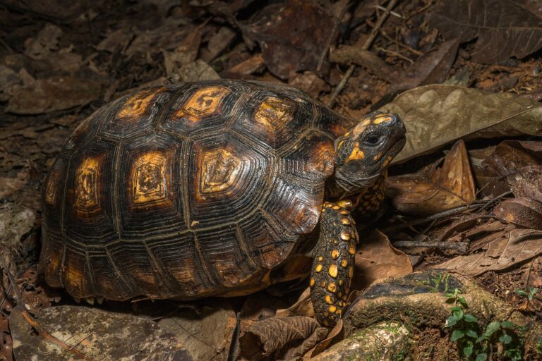 Želva pralesní (Chelonoidis denticulatus)