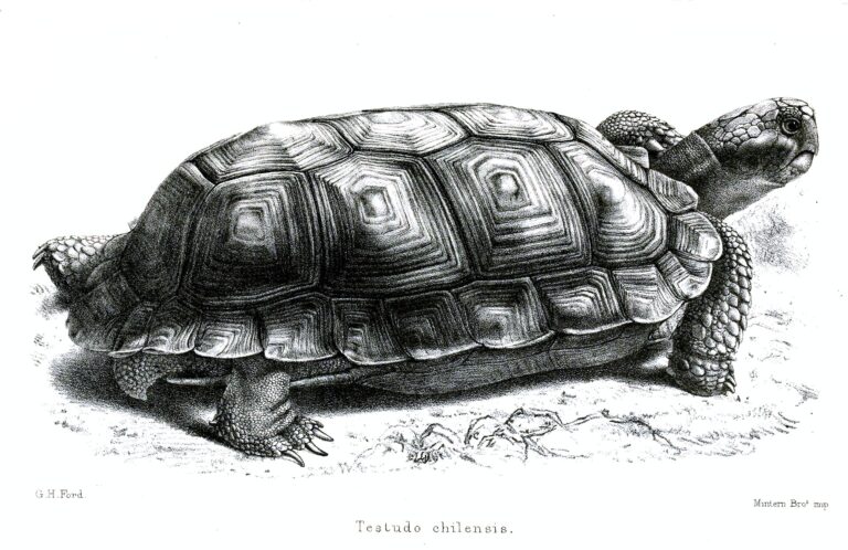 Želva chilská (Chelonoidis chilensis)