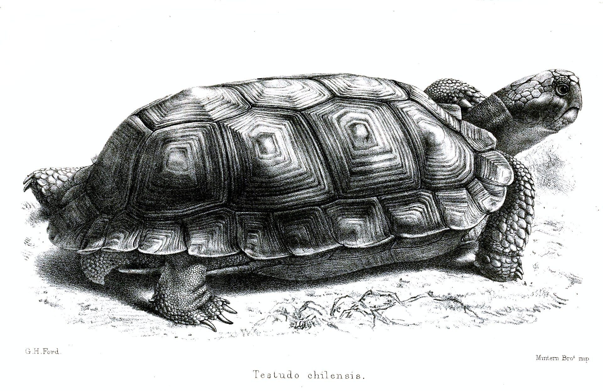 Želva chilská