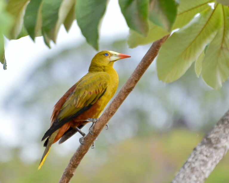 Vlhovec zelený (Psarocolius viridis)
