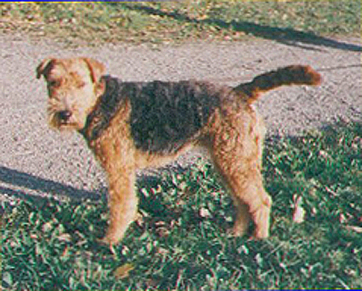 Velšteriér
