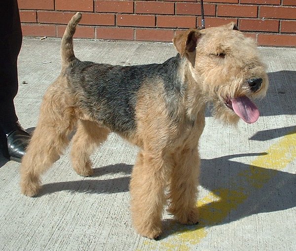 Lakeland teriér