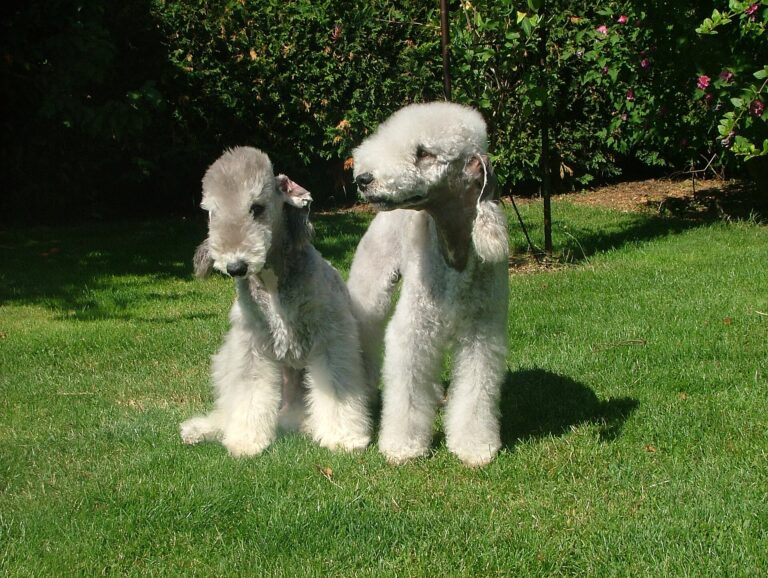 Bedlington teriér