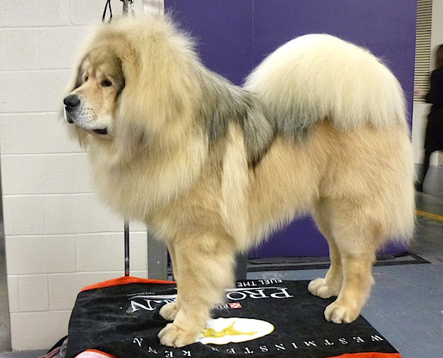 Tibetská doga