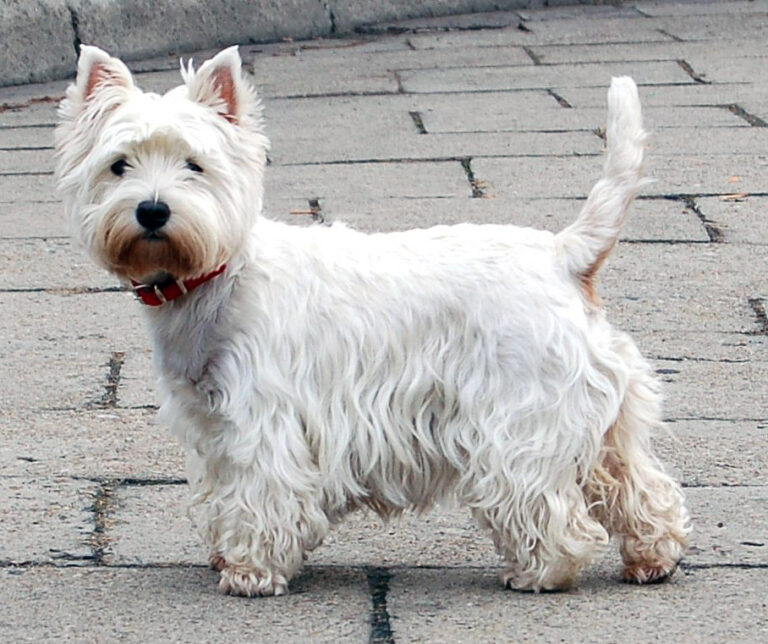 West highland white teriér