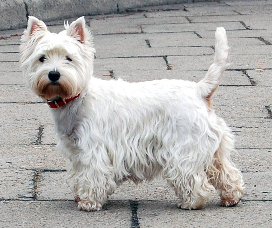West highland white teriér