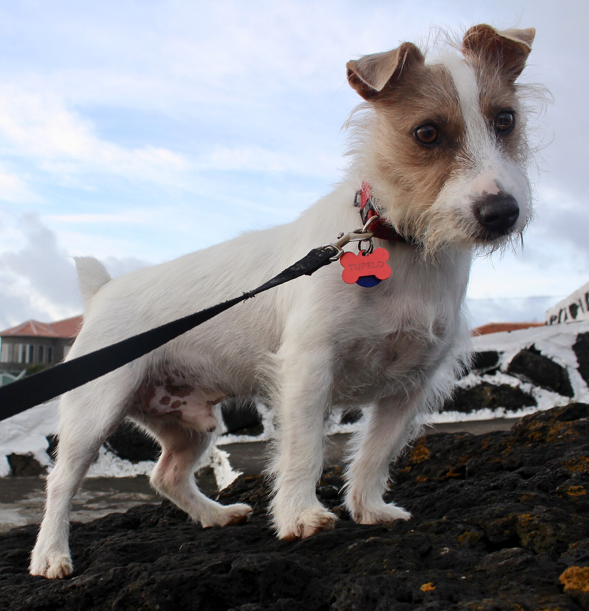 Jack russell teriér
