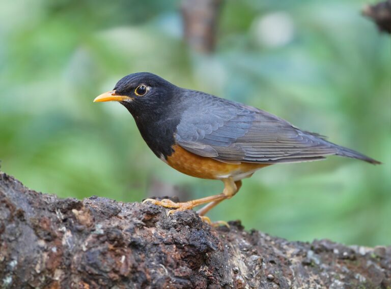 Drozd černoprsý (Turdus dissimilis)