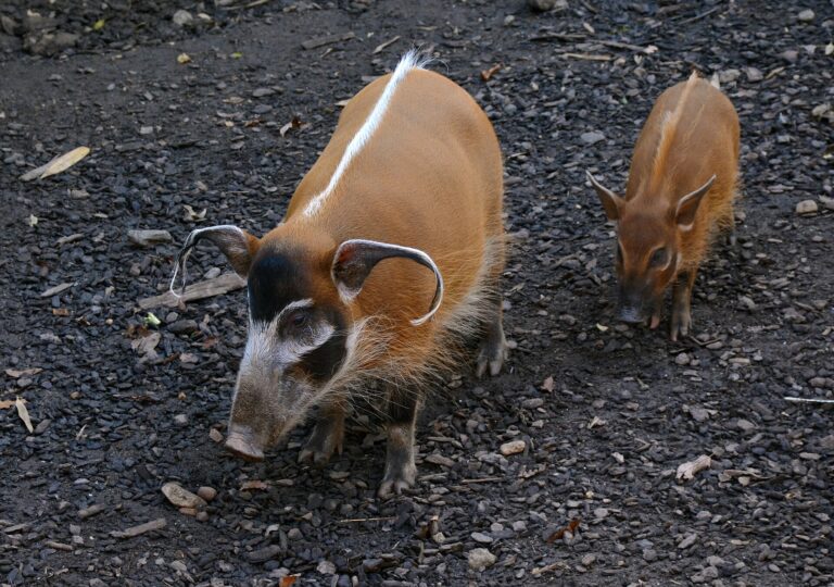 Štětkoun africký (Potamochoerus porcus)
