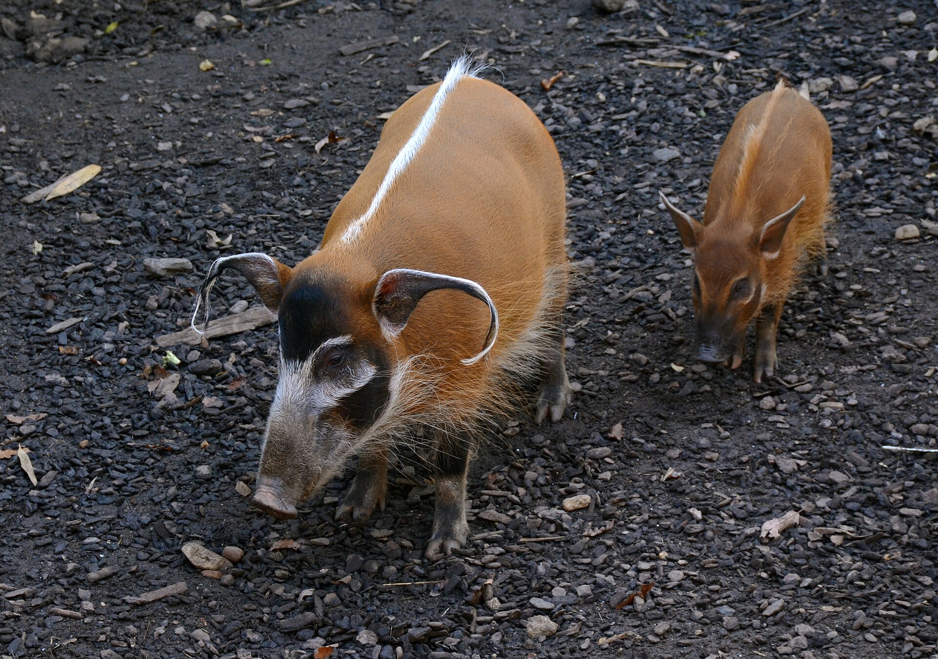Štětkoun africký