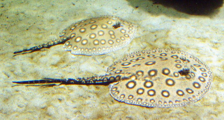 Trnucha skvrnitá (Potamotrygon motoro)