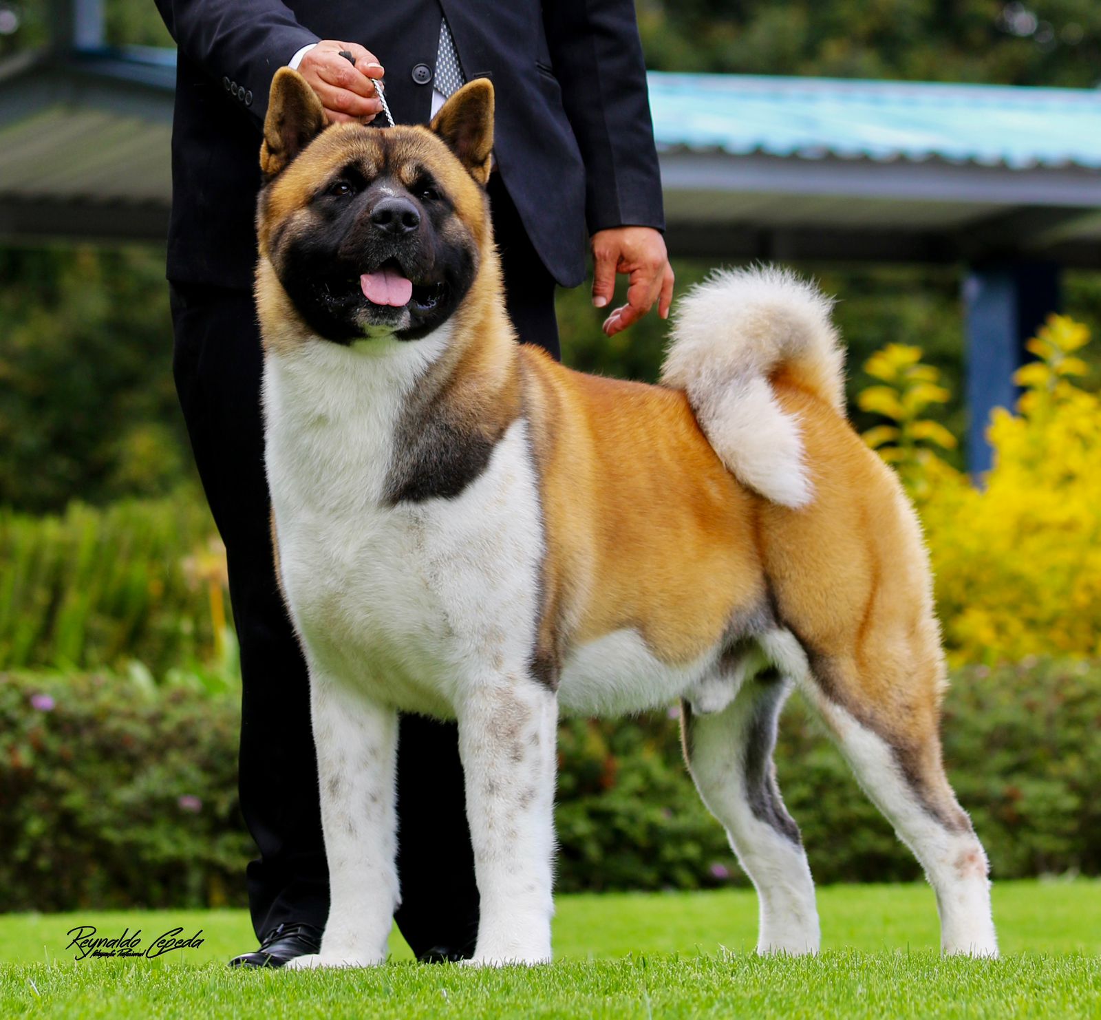 Americká akita