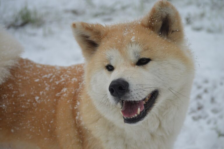 Akita inu