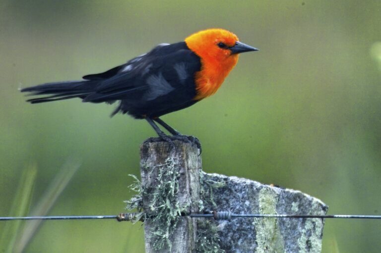 Vlhovec červenohlavý (Amblyramphus holosericeus)