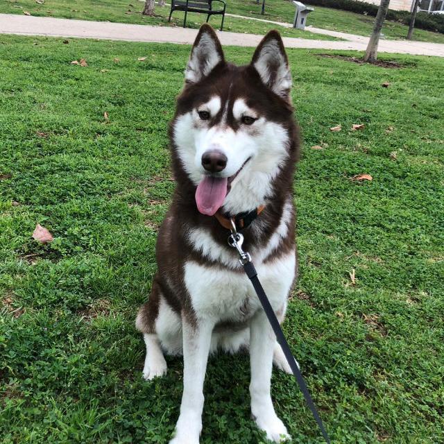 Sibiřský husky