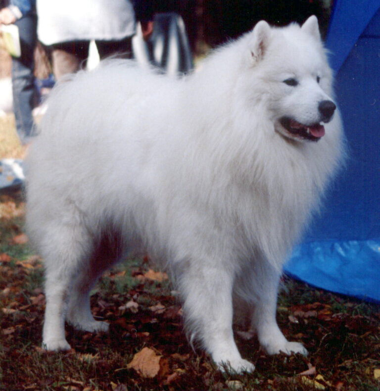 Samojed