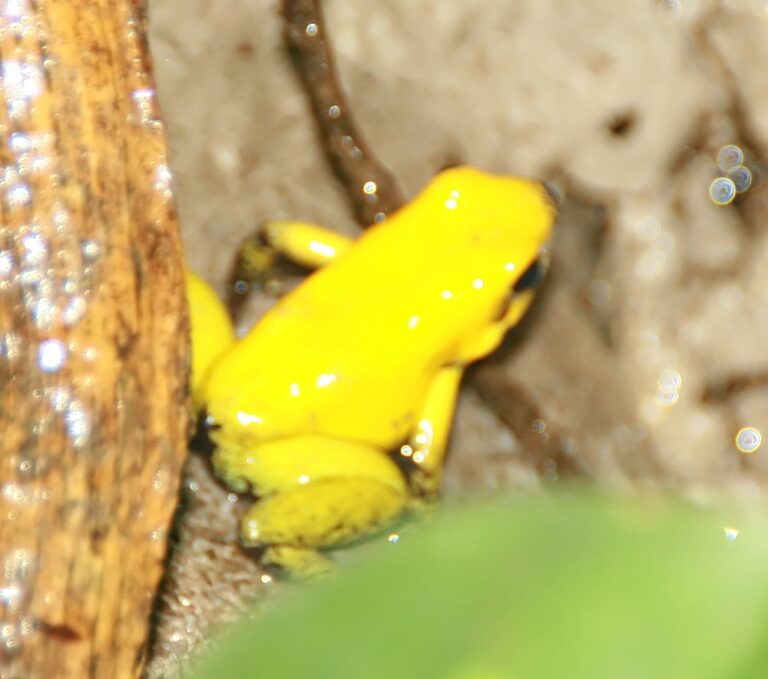 Pralesnička dvoubarvá (Phyllobates bicolor)