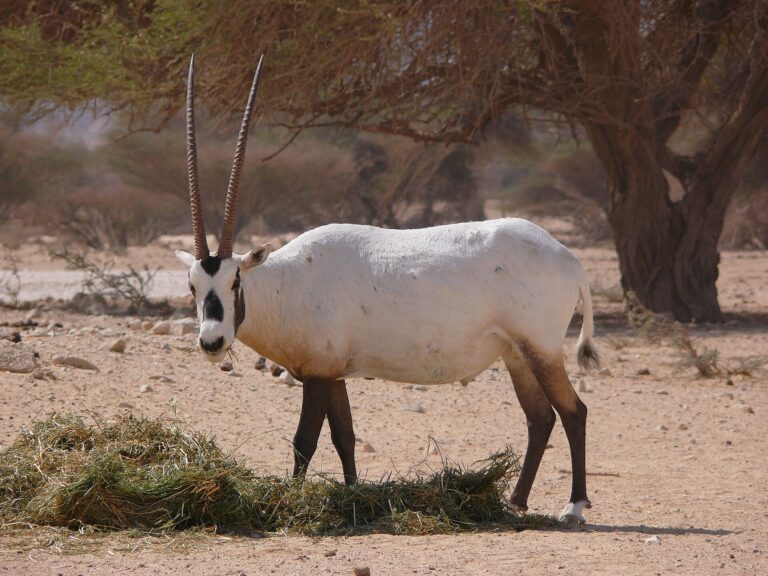 Přímorožec arabský (Oryx leucoryx)
