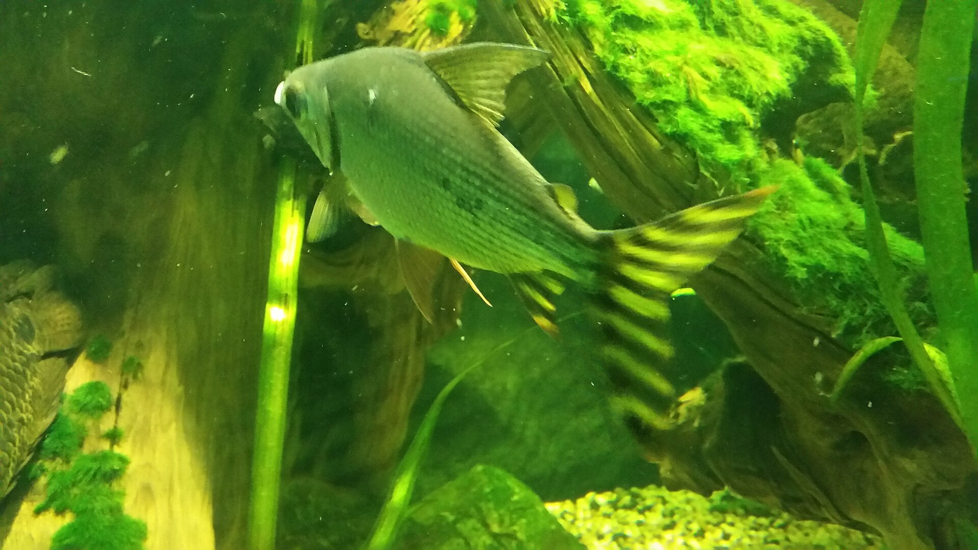 Prochilodus stuhovitý