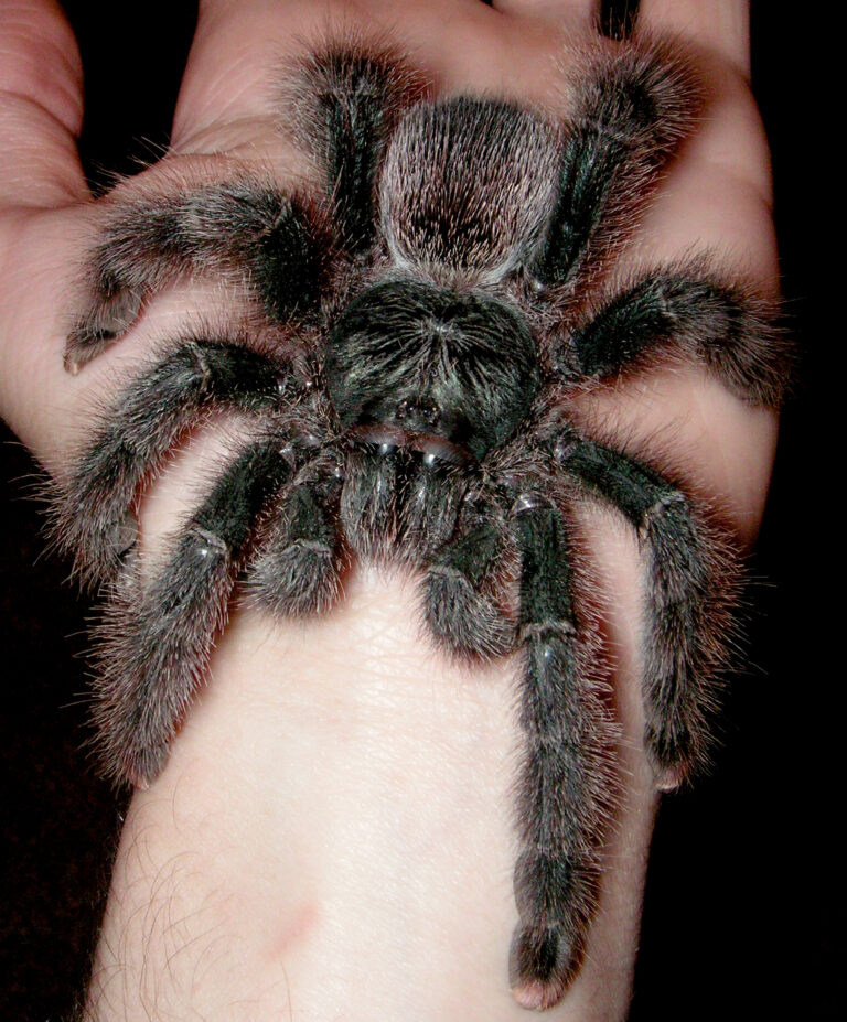 Sklípkan kovový (Avicularia metallica)